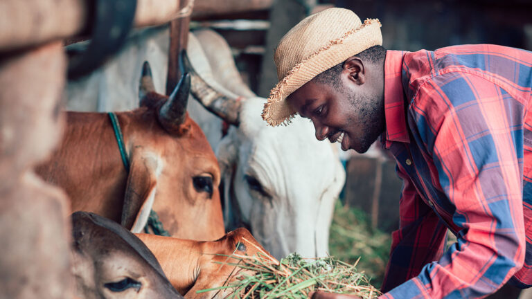 RCCE: How to prevent and control rabies as a Non-Health Professional