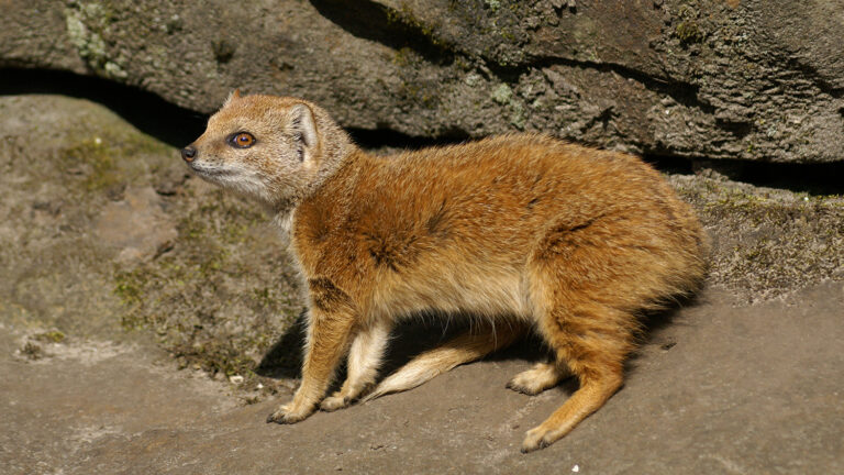 RCCE 05: How to Prevent and Control Rabies as a Multidisciplinary Professional